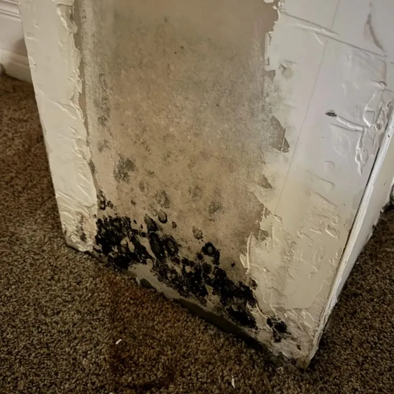 Professional Mold Removal in Ransom Canyon, TX